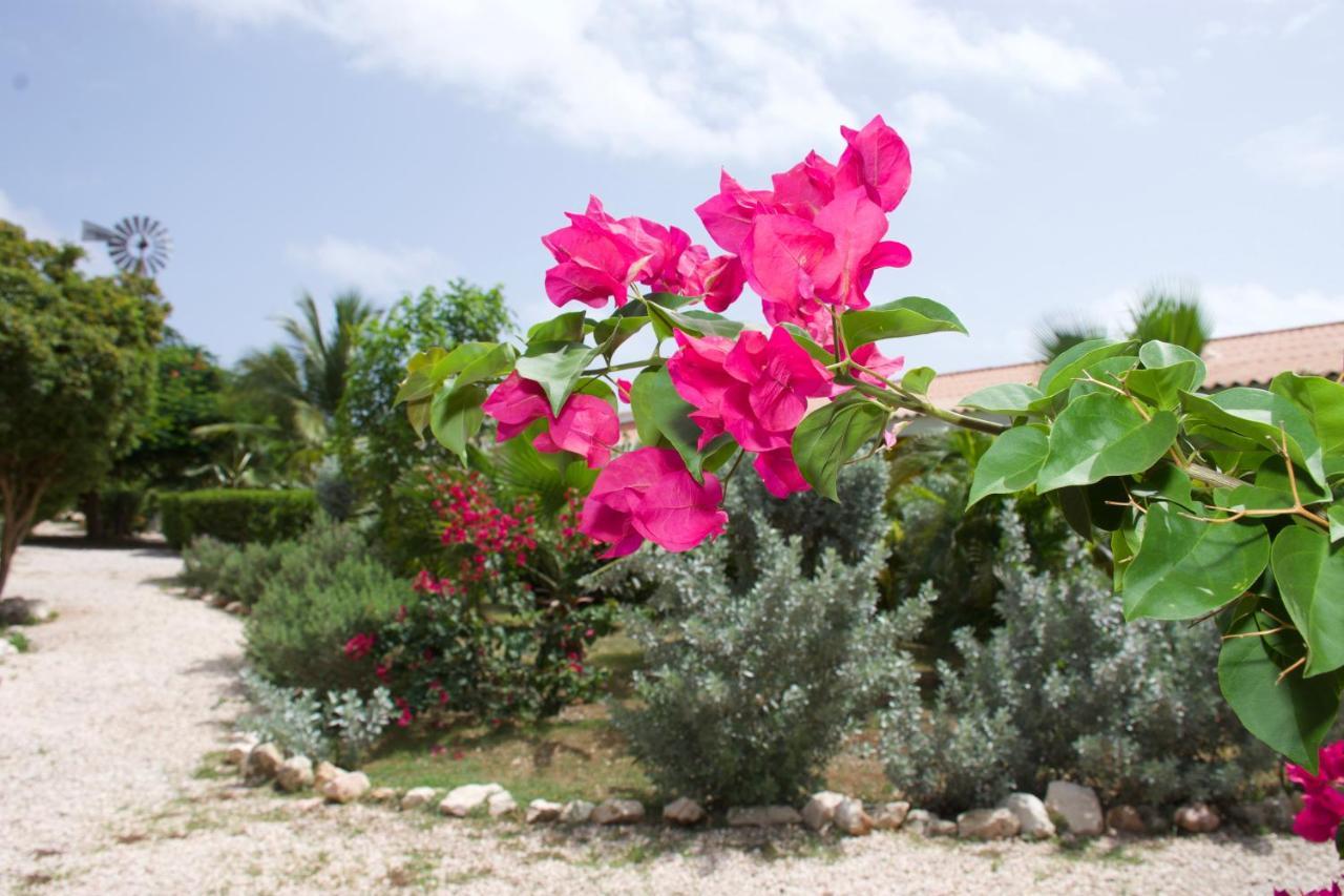 Seru Coral Apartment Βίλλεμσταντ Εξωτερικό φωτογραφία